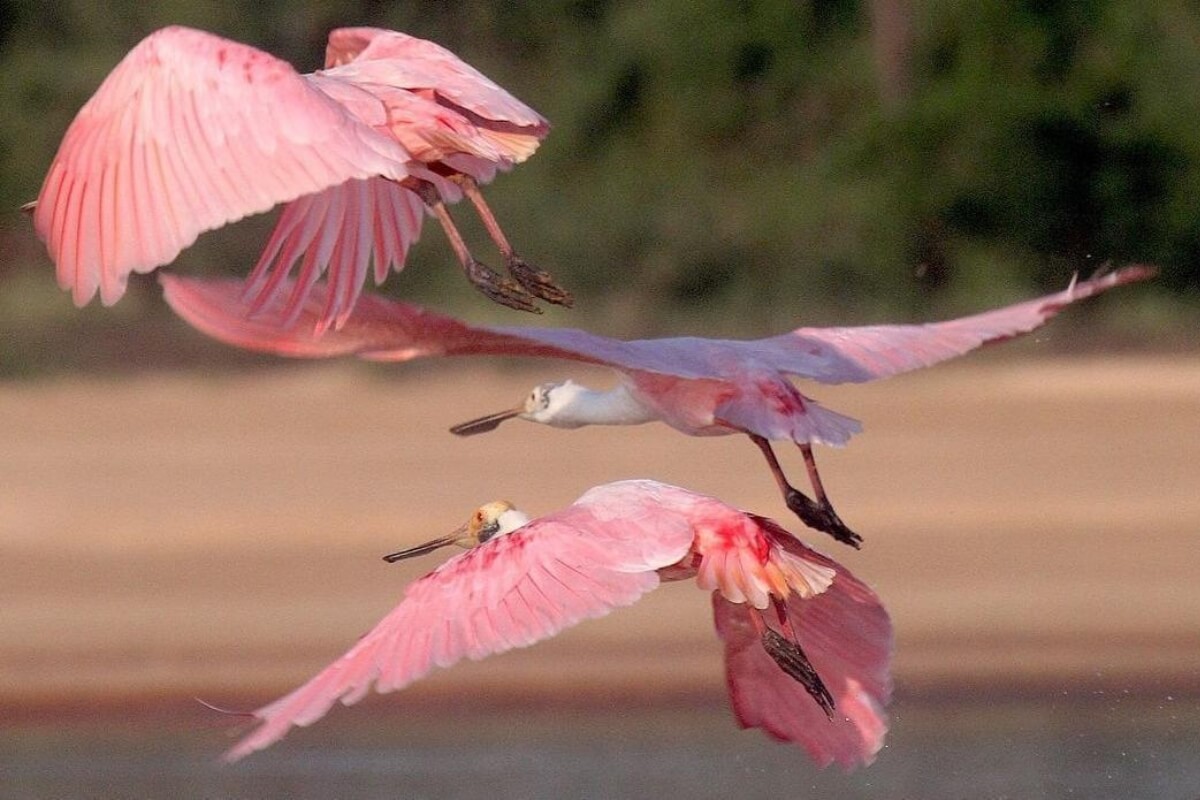 Revoada de colhereiros Platalea ajaja. Foto: Divulgação Canguçu.