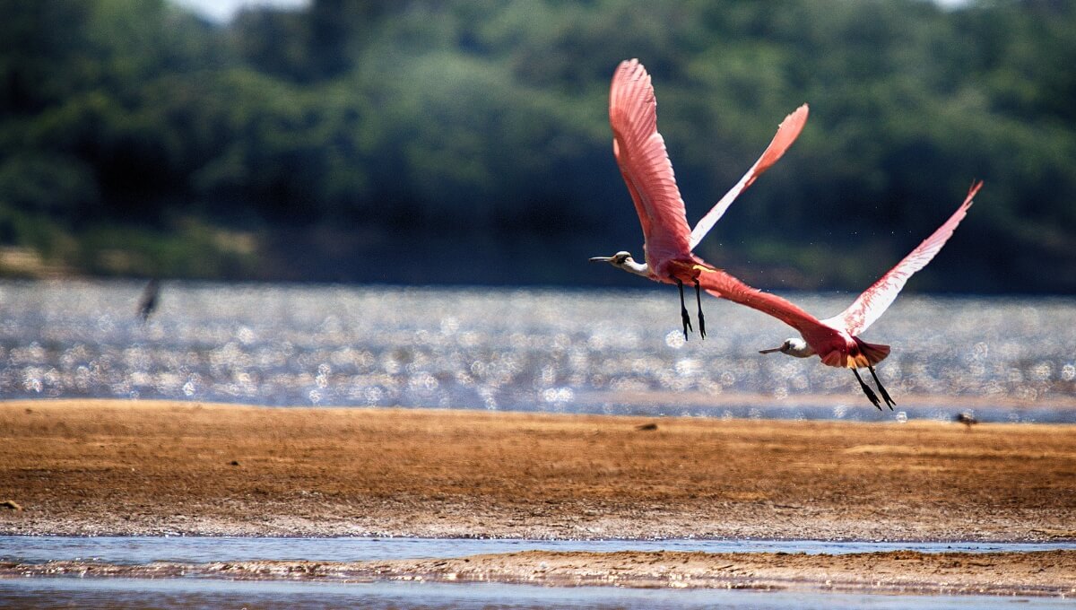 Foto: Gustavo Sá.